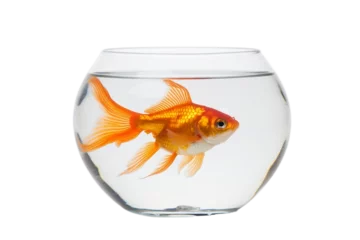 Fotobehang goldfish in a bowl © Roland