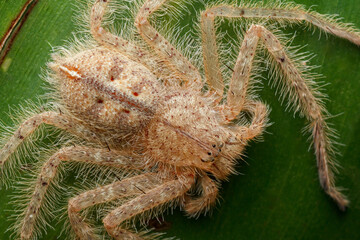 Top-Down Close-Up of Huntsman Spider (Heteropoda davidbowie)