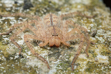 Close-Up of Huntsman Spider (Heteropoda davidbowie)