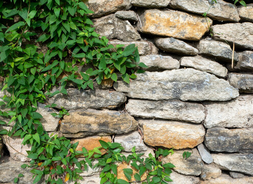 Fart leaves (Paederia foetida) climbing plant, Skunkvine Creeper on the stone wall