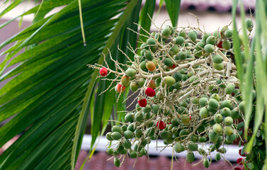 Red and green Areca nut palm, Betel Nuts, Betel palm (Areca catechu) hanging on its tree