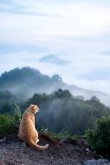 Foto auf Alu-Dibond Orange cat on the top of the mountain with sea of mist in the background © tanakamoikkai