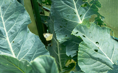 cabbage pest in the greenhouse