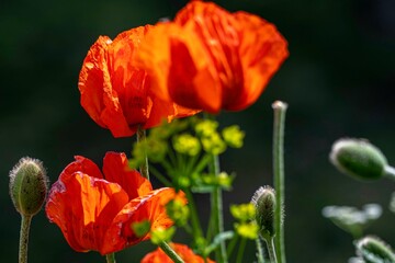 Fototapeta premium Isolated close up of a beautiful variety of wild flowers in the wild with vibrant colors- Armenia