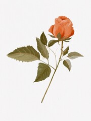 A delicately orange Rose with carved leaves on a white background. Decorative illustration, digital watercolor painting. 