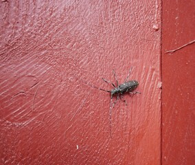 A large dark brown barbel beetle crawls on the porch on a sunny summer day. A beetle with long antennae on a painted wooden structure.
