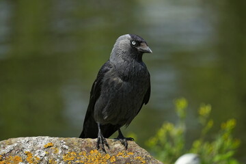Western jackdaw bird