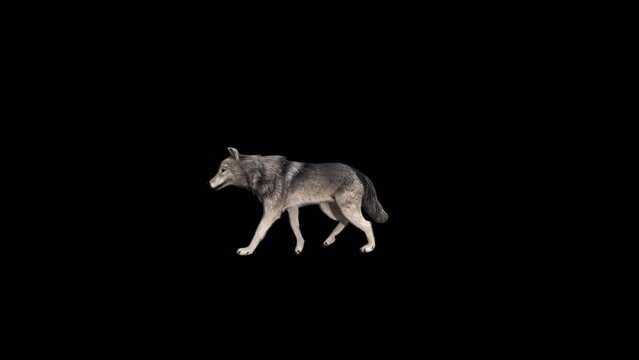 4K Wolf Walk Animation with transparent (alpha) background