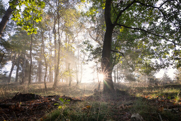 sunshine in foggy summer forest