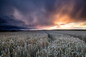 wheat field and dramatic sky