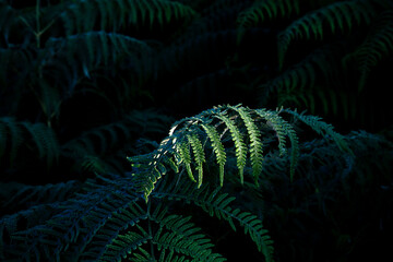 green fern leaves in sun and shadow
