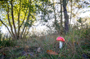 amanita mushroom on meadow in sunshine