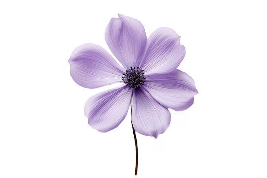 purple flower isolated on white background