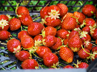 Freshly collected organic strawberry in a plastic tray. Home grown product of high quality with great taste. Berry with different size and form. Excellent desert.
