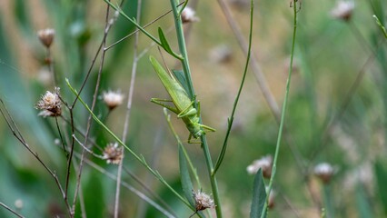 Isolated close up macro portrait of a beautiful grasshopper- Armenia