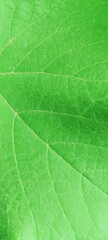 Fototapeta na wymiar Green tree leaf