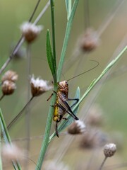 Isolated close up macro portrait of a beautiful grasshopper- Armenia