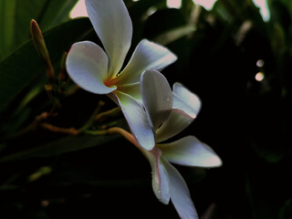 Plumeria Flower - White Flowers