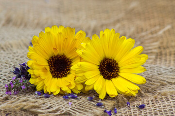 two calendula flowers and lavender