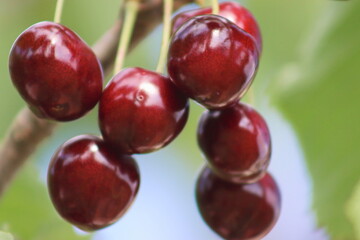 Ripe juicy cherries seen up close