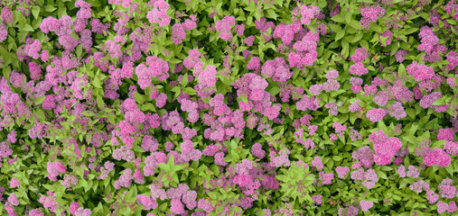 Decorative flowering plant violet Spiraea japonica. Top view