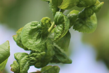 Mszyca na gałęzi drzewa czereśni © Agnieszka