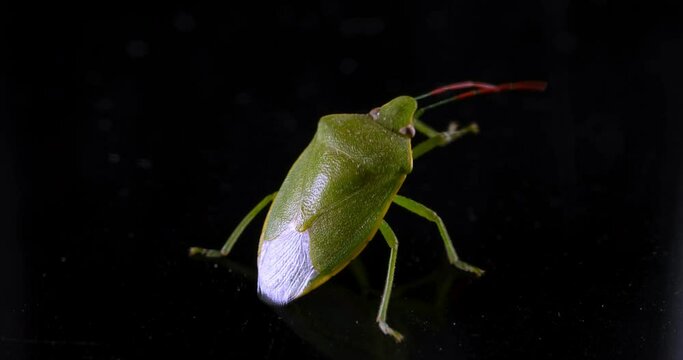 The macro shot moments when a Green Shield Bug (Palomena prasina) meticulously cleans itself