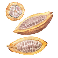 Watercolor illustration of cut cocoa fruit filled with cocoa seeds. Isolated hand drawn illustration set. Suitable for packaging design, menu