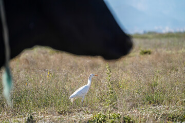 Fototapeta premium Cattle egret, Bubulcus ibis bird is walking near a cow, selective focus, cow is blurred