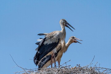 Isolated close up of nesting stork birds in the stork village- Armenia