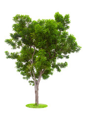 The Tree isolated on white background, Save Clipping Path. Tropical tree isolated.