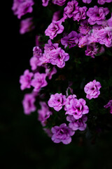 flowers on a dark background