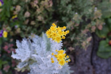 yellow flower with silver leaves