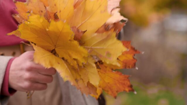 A woman holds a bouquet of yellow autumn leaves in her hands. Close-up without a face. Woman's hands sorting through maple leaves in the park in autumn