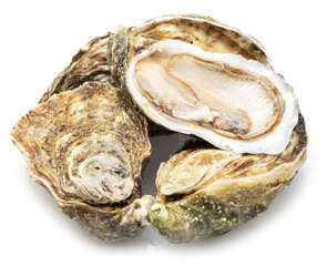 Raw oysters isolated on white background. © Екатерина Иванова
