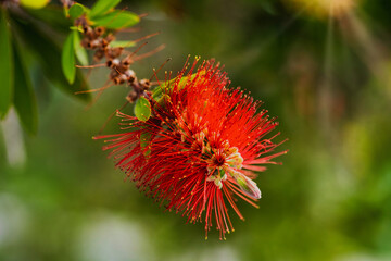 Red bottlebrush flower. Bottlebrush or Little John - Dwarf Callistemon. Selective focus, blurry background, close up. Copy space