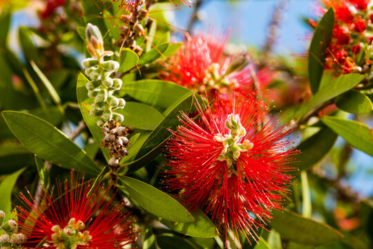 Red bottlebrush flower. Bottlebrush or Little John - Dwarf Callistemon. Selective focus, blurry background, close up. Copy space