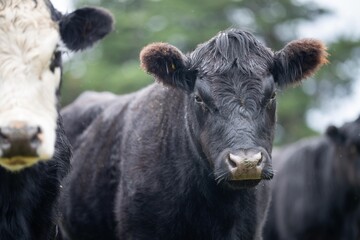 livestock beef cattle in a field on a farm. close up of a cows face.