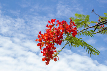 Orange Flam-boyant, The Flame Tree or  Royal Poinciana bloom on tree in the garden on bright blue...