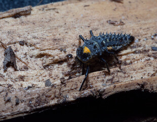 Anatis ocellata