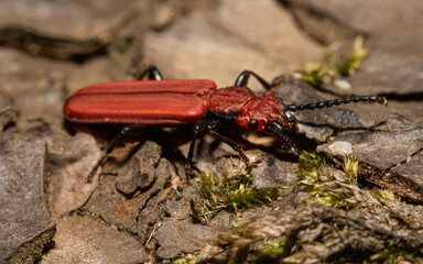 Cucujus cinnaberiunus