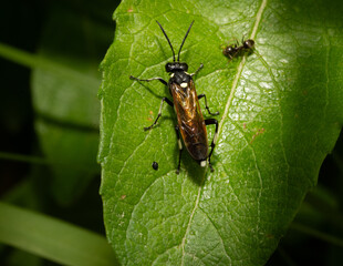 Macrophya duodecimpunctata