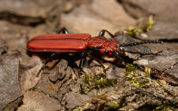 Cucujus cinnaberiunus