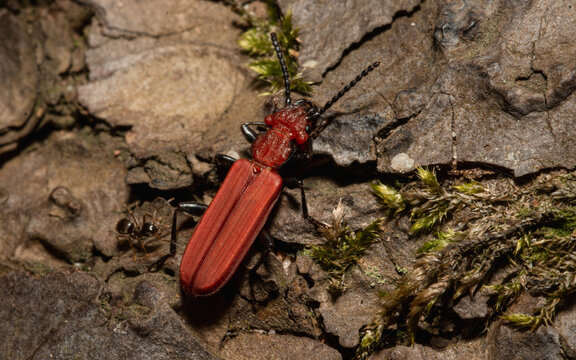 Cucujus cinnaberiunus