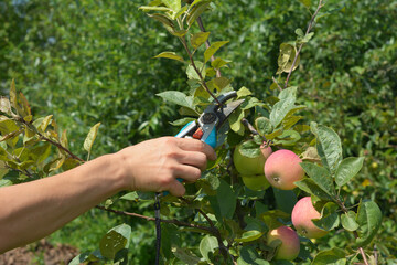 How to prune apple trees in summer, to ensure a good crop the following year. Gardener pruning apple trees in summer. - obrazy, fototapety, plakaty