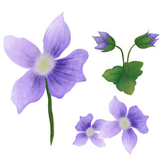 Obraz na płótnie Canvas Viola flower, grass flower 