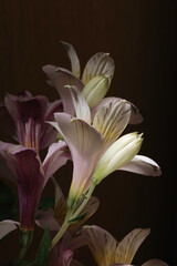 Fototapeta na wymiar Alstroemeria, Lily of the Incas