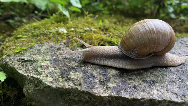 A garden snail slowly crawls on the stone close up. A cute mollusk in a spiral shell travels in search of food.