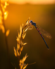 dragonfly on the sunset