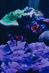 Fototapeta na wymiar clown fish at the coral